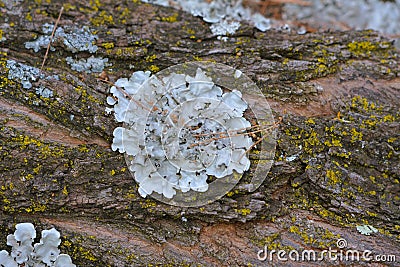 Up close view of tree bark with lichen fungi. Stock Photo