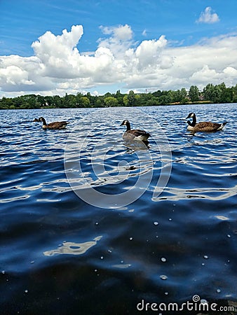 Up close water with geese Stock Photo