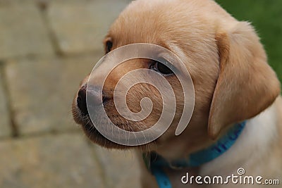 Up-close yellow lab puppy Stock Photo