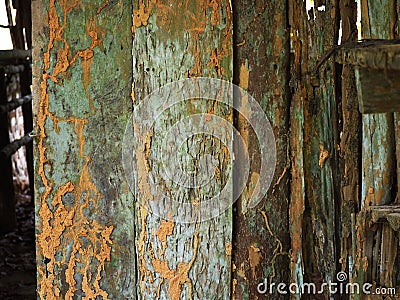 up termite close wood Stock Photo