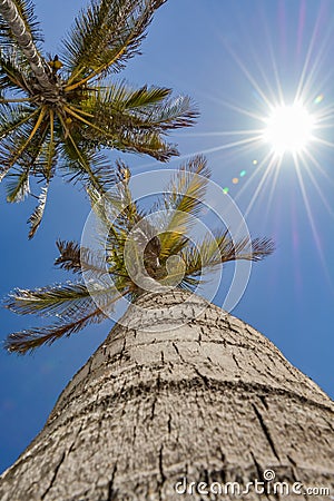 Up view of a palm tree on a beautiful day Stock Photo
