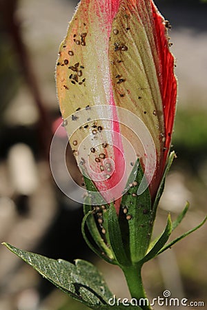 Upclose shot of a pink hibiscus and its pistil Stock Photo