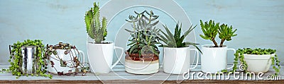 Upcycle, reuse, recycled, repurposed kitchen pots for succulents and house plants Stock Photo