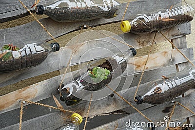 Upcycling of plastic bottles from soft drinks close up. They are used as flowerpots for succulent plants. Stock Photo