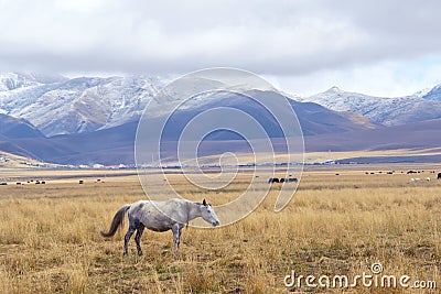 Upland pasture Stock Photo