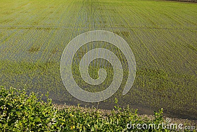 Upland rice cultivation Stock Photo