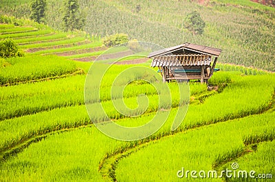 Upland rice farming in Thailand. Stock Photo