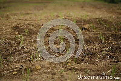 Upland Rice Growth in Dryland Stock Photo