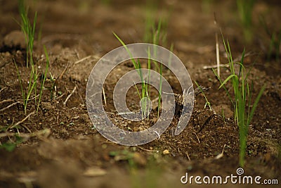 Upland Rice Seeds Growth in 14 Days Stock Photo