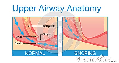 Upper airway human anatomy in sleeping Vector Illustration