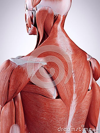 The upper back muscles Cartoon Illustration