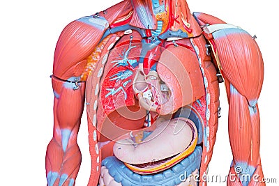 Upper body, Human male chest internal organs lung heart and stomach part model figure for medical education Stock Photo