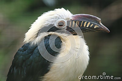 Visayan tarictic hornbill Stock Photo