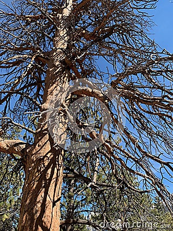 Upper Bristlecone Loop Trail, Mt. Charleston, Nevada Stock Photo