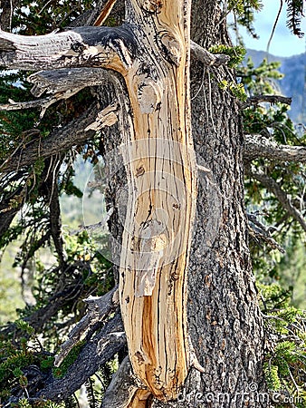 Upper Bristlecone Loop Trail, Mt. Charleston, Nevada Stock Photo