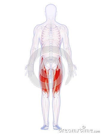 The upper leg muscles Cartoon Illustration