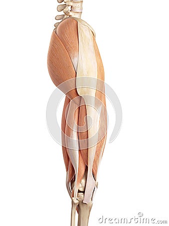 The upper leg muscles Cartoon Illustration