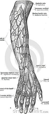 Upper limb veins - topography Stock Photo