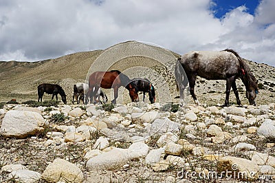 The herd of horses grazes, against the backdrop of the Himalayan mountains. Stock Photo