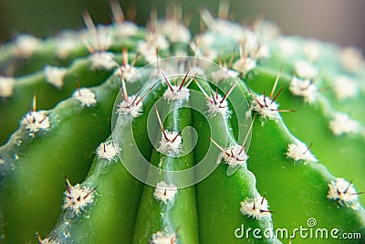 The upper part of the green spiny cactus. View from above Stock Photo