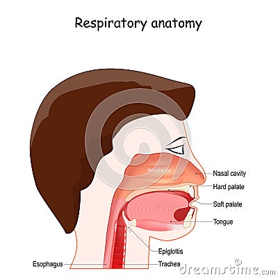 Upper respiratory system Vector Illustration