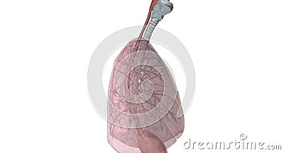 The upper respiratory tract includes the nose or nostrils, nasal Stock Photo