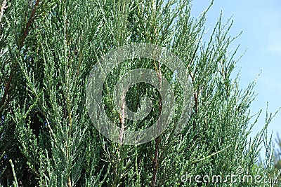 Upright branches of Juniperus virginiana Blue Arrow against the sky Stock Photo