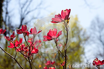 Upright, Dark Pink Dogwood Blossoms Stock Photo