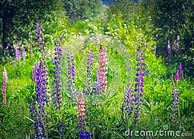 Upright Racemes of Blooming Purple and Pink Flowers of Fireweed or Willowherb, Chamaenerion Angustifolium, on a Sunny Summer Day Stock Photo