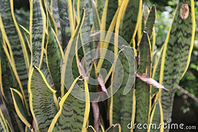 Uprisen angle view green leaf in park Stock Photo