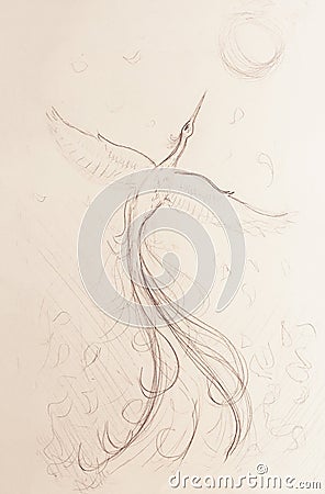 Uprising phoenix bird flying up, drawing on white paper background. Stock Photo