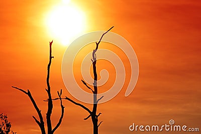 Uprising Sun behind the trees Stock Photo