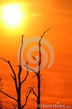 Uprising Sun behind the trees Stock Photo