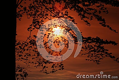Uprising Sun behind the trees Stock Photo