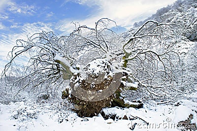 Uproot tree in snow Stock Photo