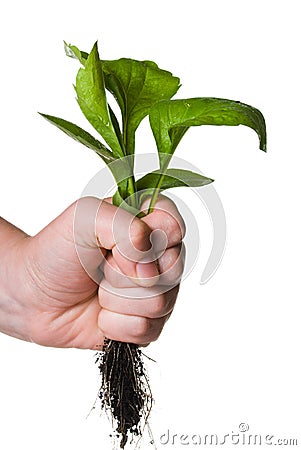 Uproot weed Stock Photo