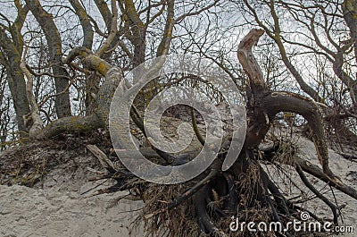 Uprooted by hurricane branching tree lying on a sandy coast near hill against background of cloudy overcast sky Stock Photo