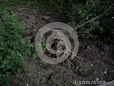 Uprooted root of a fallen large tree from a hurricane Stock Photo