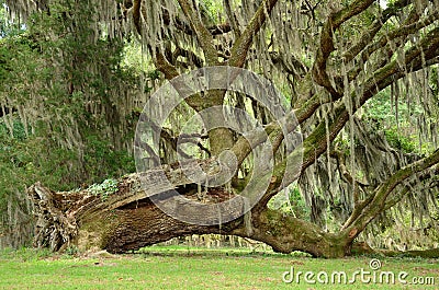 Uprooted tree Stock Photo