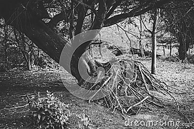 Uprooted Tree in Forest Showing Roots. Black and White Stock Photo