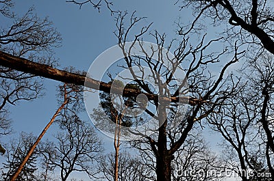 Uprooted tree in the forest stuck in another`s crown. felling trees broken and uprooted with roots is a highly dangerous job for l Stock Photo