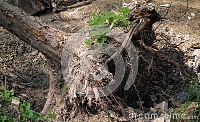 Uprooted Tree Stock Photo