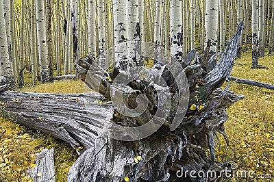 Uprooted tree and quaking Aspens, Flagstaff, Arizona Stock Photo