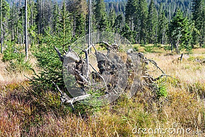 Uprooted tree after a storm in the forest. early autumn in Sumava National Park, Czechia Stock Photo