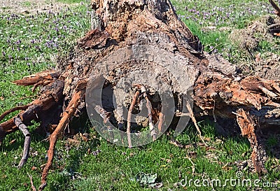 Uprooted tree trunk Stock Photo