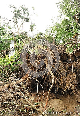 Uprooted tree by typhoon Stock Photo