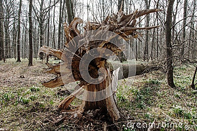 Uprooted tree Stock Photo