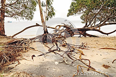 Uprooted trees and beach erosion after tropical cyclone hits island Stock Photo