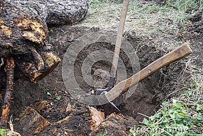 Uprooting old dry fruit tree in garden. Large pit with severed tree roots. Fallen apple tree lies next to hole. Stock Photo