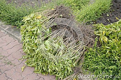 Uproots tree Stock Photo